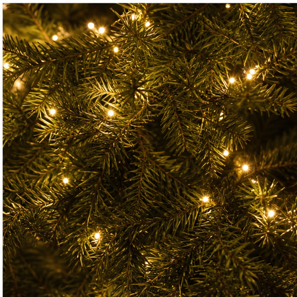 Тёплая светодиодная гирлянда равномерно размещается от верхушки до нижних ветвей живой ёлки