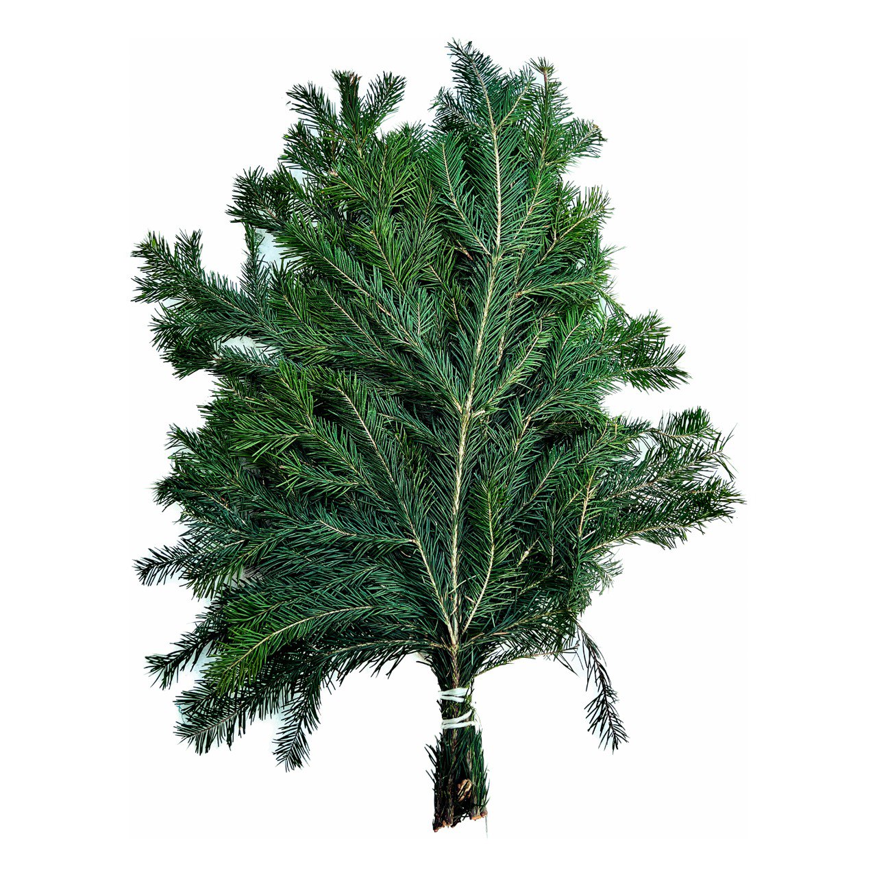 Лапник из алтайской пихты