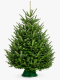 Пихта Нордмана 1.5 - 1.75 м