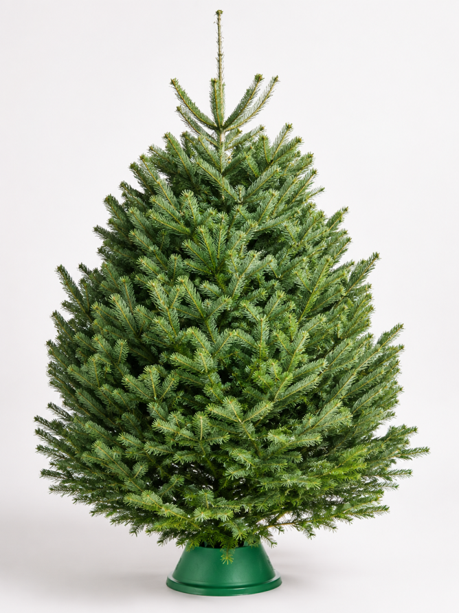 Пихта Нордмана 2.75 - 3 м