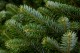Пихта Фразера 1.5 - 1.75 м